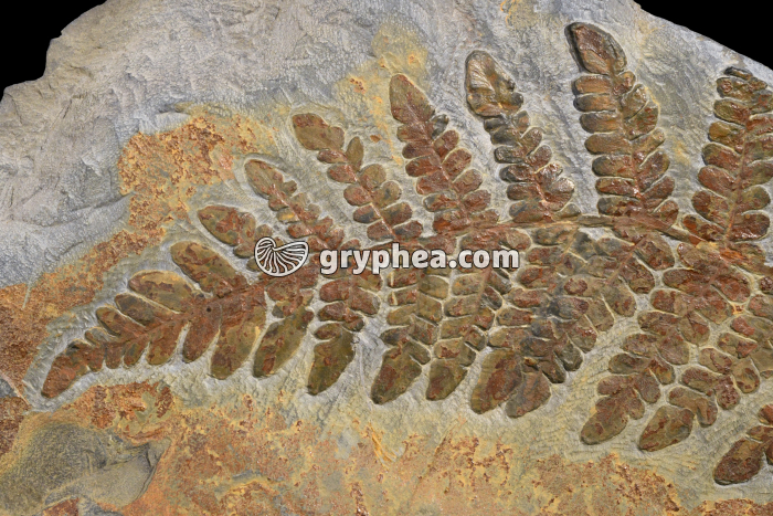 Fougère fossile - détail - gryphea.org